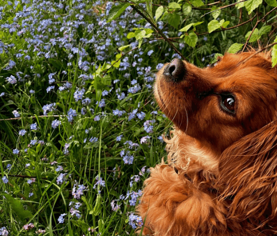 hund i blomstermark